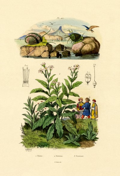 カタツムリ、1833-39 作： French School