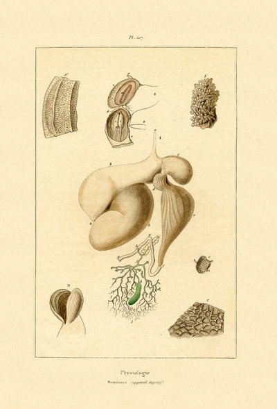 胃、1833-39 作： French School