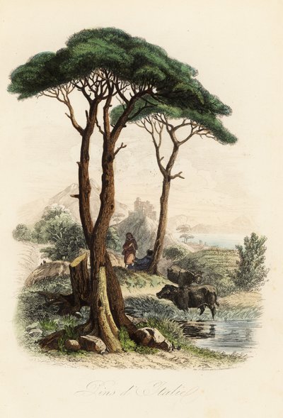 イタリアの石松、傘松、日傘松としても知られる石松（Pinus pinea 作： French School
