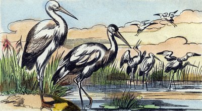コウノトリ。Buffon Alphabet des Oiseaux n 1 "のエングレーヴィング。3rd Serie N 1. Imaging of Epinal, Epinal, late 19th century.16ページ。ディム：28x21cm 作： French School