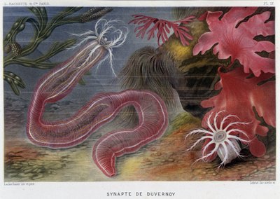 Sunapte de Duvernoy - アルフレッド・フレドールの「Le Monde de la Mer」で。 編。 パリ、アシェット。 作： French School