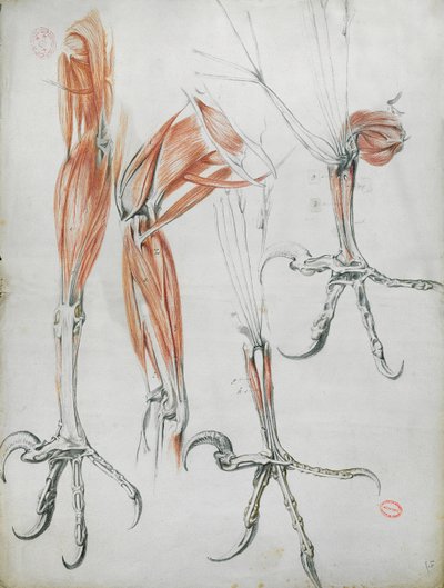ワシのタロン、ラメカニークデアニモー作、クロードペロー（1613-78）c.1670（紙に色鉛筆） 作： French School