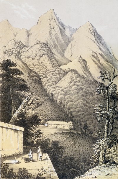 中国のお茶の国への旅から取られた、中国の緑茶地区の茶畑、1852年にロバートフォーチュン（1812-1880）によって最初に出版された 作： French School