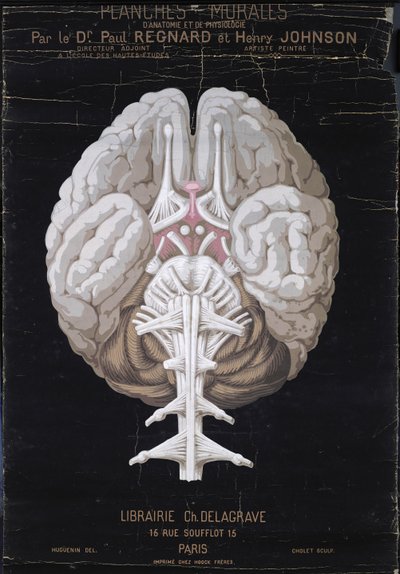 脳、Planches Murales dAnatomie et de Physiologie、Paul Regnard博士およびHenry Johnsonによる 作： French School
