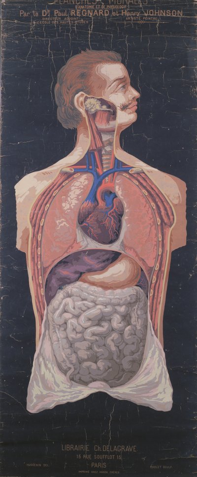 胸壁と胃、Planches Murales dAnatomie et de Physiologie、Paul Regnard博士およびHenry Johnson作 作： French School