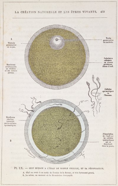 J. Rengade博士によるLa Creation Naturelle et les Etres Vivantsからの人間の卵子の受精、1880年頃 作： French School