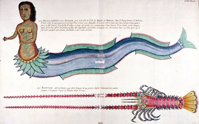 アンボイナの人魚、アムステルダムで出版されたルイ・ルナール著「さまざまな色の魚、ザリガニ、カニ」より 作： French School