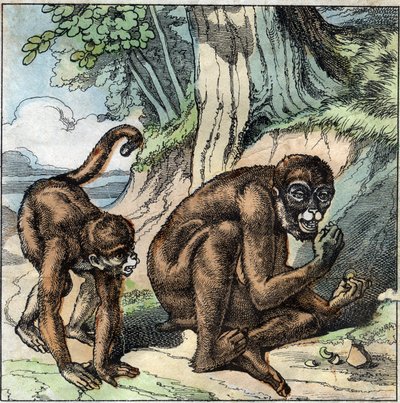 猿と木の実。ジャン・ピエール・クラリス（Jean Pierre Claris）の寓話をフロリアン（1755-1794）の小説家・詩人・ファブリストのフランス人が描いたもの。19世紀末のイラスト。 作： French School