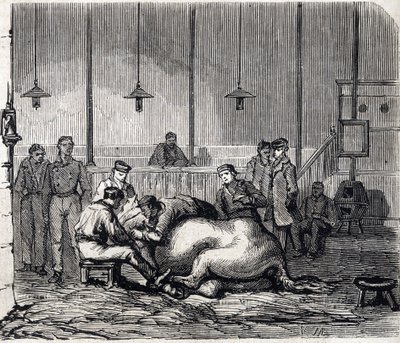 アルフォートの国立獣医学校 - Les grandes écoles de france - école veterinaire de maison alfort en 1866 - la salle de dissection - 1866年の「Le monde illustrious」に掲載されたエングレーヴィング。 作： French School