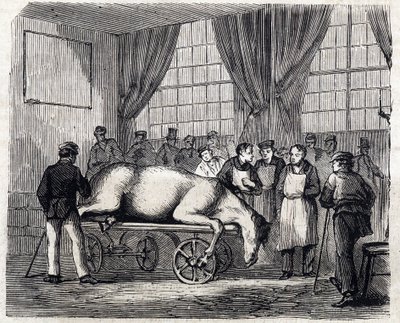アルフォートの国立獣医学校 - Les grandes écoles de france - école veterinaire de maison alfort en 1866 - la salle d