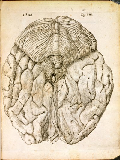 脳の構造、1662年、ハーグで出版されたルネデカルト（1596-1650）によるデホーミネフィグリスから 作： French School