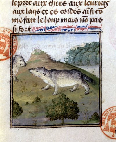 アナグマ - "ベアルン伯爵フォワ伯爵ガストン・フィーバスの狩猟書 "より 作： French School