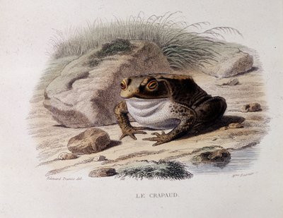 ヒキガエル（Bufo bufo） - "Lacepede "にて 作： French School