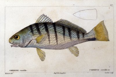 キュヴィエの "Histoire naturelle des poissons "の後のコロイドウムブリン、ヴァランシエンヌ、パリ 作： French School