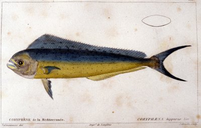 キュヴィエの "Histoire naturelle des poissons "に掲載された地中海のコリーフェーン（ヴァランシエンヌ、パリ 作： French School
