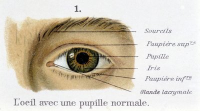 正常な瞳孔を持つ眼（詳細 作： French School
