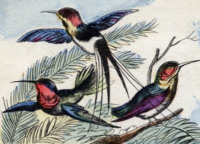 ハチドリ。Buffon Alphabet des Oiseaux n 2 "に掲載されている彫刻です。3rd Serie N 2.エピナルの画像化、エピナル、19世紀後半。16ページ。ディム：28x21cm 作： French School