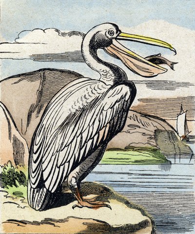 ペリカンです。Buffon Alphabet des Oiseaux n 1 "のエングレーヴィング。3rd Serie N 1. Imaging of Epinal, Epinal, late 19th century.16ページ。ディム：28x21cm 作： French School