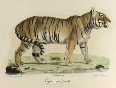 ロイヤルタイガー、メス。 哺乳動物の自然史からの女性の王室のトラ（カラーリソ） 作： French School
