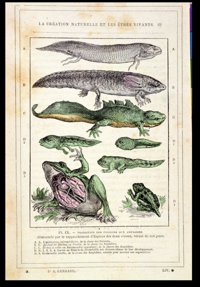 レンゲード博士の本からの魚の両生類への移行、1880年頃 作： French School