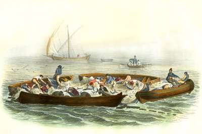 マグロ漁またはマグラーグ - ベルナール・ジェルマン・ド・ランスペード（1856-1925）著『自然史』（P.Furme版、パリ）より抜粋。 作： French School