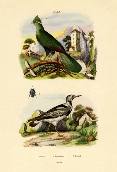 トゥラコ、1833-39 作： French School
