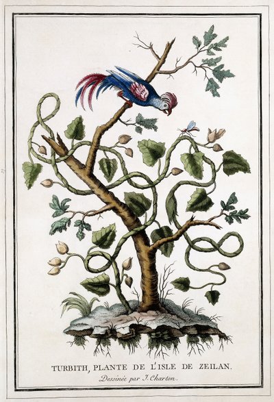 タービス、ザイラン島の植物、1784 作： French School