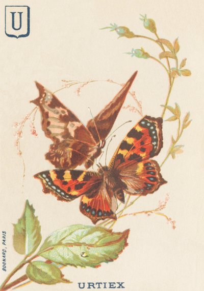 U:ウルチエックス（Aglais urticae or Little Turtle 作： French School