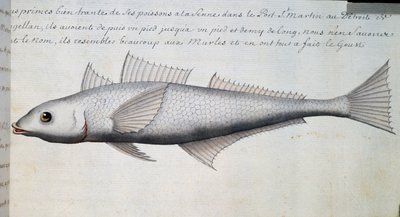 未知の魚、マゼラン海峡、フランスのCompagnie royale de la Mer du Sudの船長Jacques Gouin de Beauchesne (1652-1730)が1698年から1701年にかけて作成した航海日誌の水彩画。 作： French School