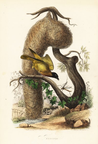ビレッジウィーバー（Ploceus cucullatus）、草を編んだ巣を持つ 作： French School
