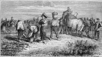 メドックのブドウ栽培：収穫時のブドウの摘み取り。1868年1月11日付「Le Monde Illustré」561号に掲載された図版。 作： French School