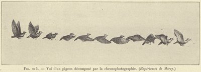 時系列で分解された鳩の飛翔 作： French School