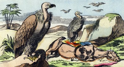ハゲタカ。Buffon Alphabet des Oiseaux n 1 "のエングレーヴィング。3rd Serie N 1. Imaging of Epinal, Epinal, late 19th century.16ページ。ディム：28x21cm 作： French School