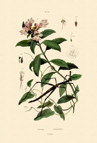 杖の昆虫、1833-39 作： French School