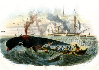 クジラ漁 - ベルナール・ジェルマン・ド・ラセペド（1856-1925）著『博物誌』より抜粋、P.Furme版、パリ 作： French School