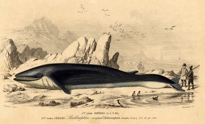 クジラ（Balaenoptera rorqual） 作： French School