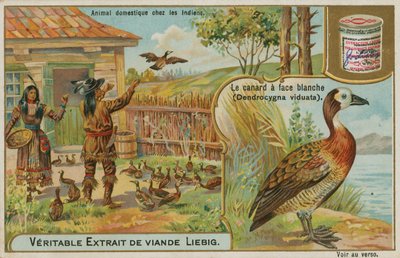 アメリカインディアンが飼育している白い顔をした口笛アヒル 作： French School