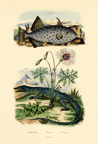 Whitespotted Filefish、1833-39 作： French School