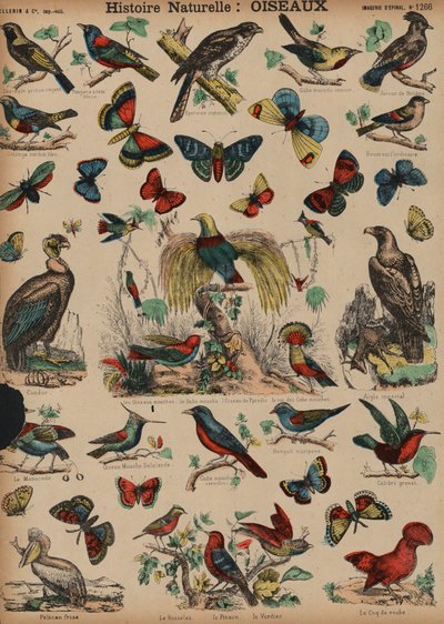 野鳥（彩色済み彫刻 作： French School