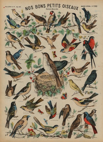 野鳥（彩色済み彫刻 作： French School