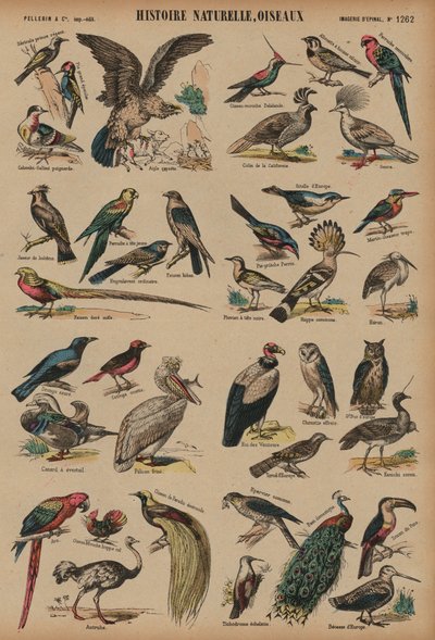 野鳥 作： French School