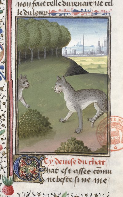 野生の猫、ガストンフェブスデフォワ（1331-91）によるリヴルデラシャスの作品 作： French School