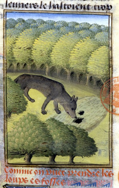 狼-「ベアルン伯爵フォワ伯爵ガストン・フィーバスの狩猟書」にて 作： French School