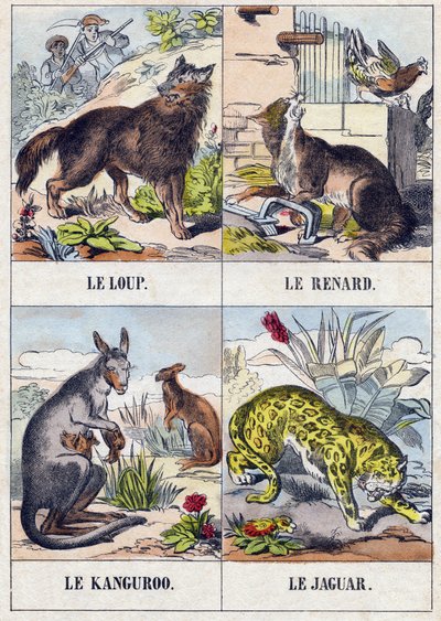オオカミ、キツネ、カングルー、ジャガー。Buffon Alphabet des Animaux "に掲載されている版画。第3シリーズ N 1. エピナルの画像化、エピナル、19世紀後半。16ページ。ディム：28x21cm 作： French School