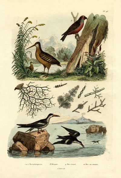ウッドコック、1833-39 作： French School