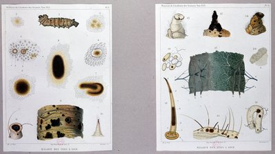 科学アカデミーでパスツールが発表した蚕の病気に関する研究。 作： French School