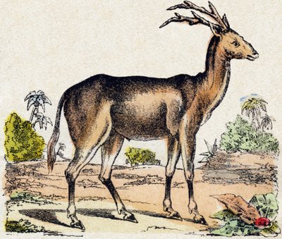 ザンタロス。Alphabet des animaux sauvages "に掲載されている彫刻。9th Serie.エピナルのイメージ、ペラン、印刷・出版業者、1870年頃。木にステンシルで描かれた版画。16ページ。16ページ。厚さ20×15cm。個人蔵 作： French School