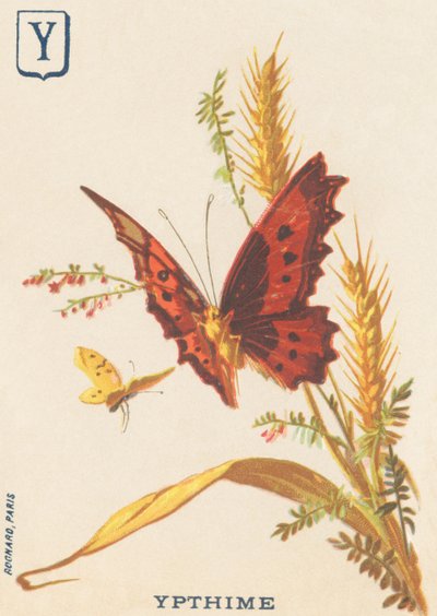 Y：Ypthime（Apatura ilia or Lesser mars changeant 作： French School