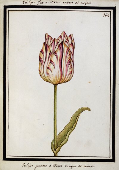 赤と黒の縞模様のある黄色いチューリップ、c.1700 作： French School