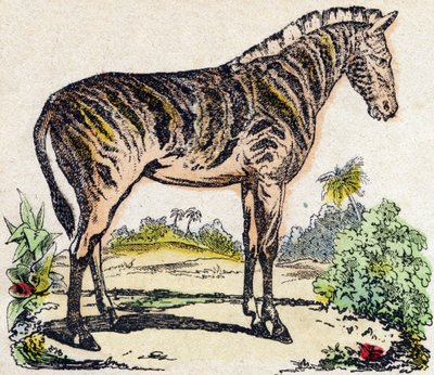 シマウマ。Alphabet des animaux sauvages "に掲載されている版画です。9th Serie.エピナルのイメージ、ペラン、印刷・出版業者、1870年頃。木にステンシルで描かれた版画。16ページ。16ページ。厚さ20×15cm。個人蔵 作： French School